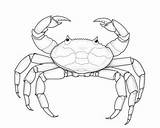 Crabs coloring Pages sketch template