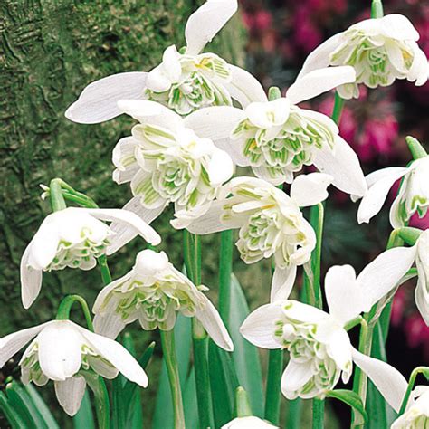 Buy Double Snowdrops in the Green | J Parkers