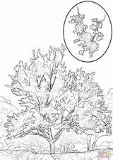 Eastern Redbud coloring Page  Free Printable Coloring Pages sketch template
