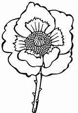 Flower Poppy Coloring Page  Free Printable Pages sketch template