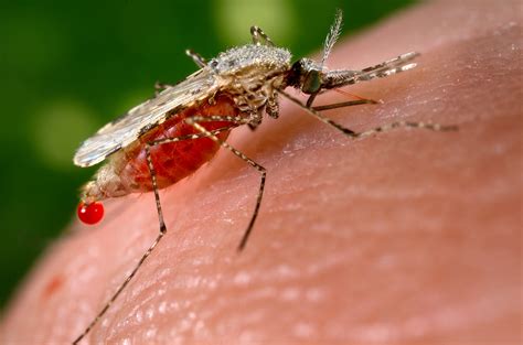 Free picture: anopheles stephensi, mosquito, insect, blood, meal, human, host