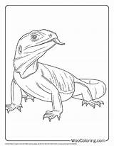 100  Lizard coloring Pages Free PDF To Print Woo Coloring sketch template