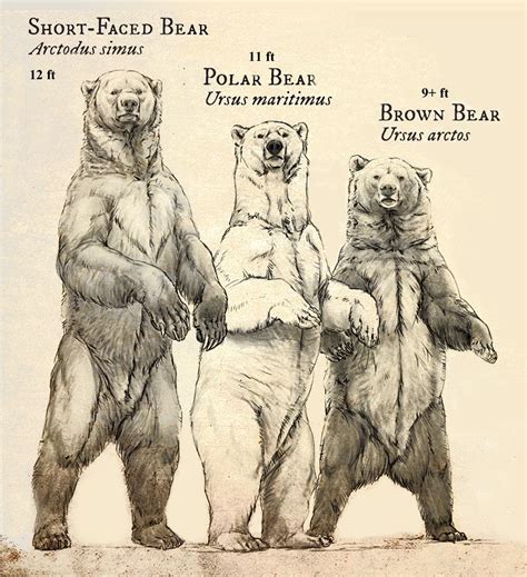 Size of the extinct short-faced bear relative to living polar bears and brown bears. (Beth ...