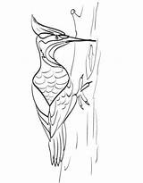 Woodpecker Coloring Pages Free Printable PDF sketch template