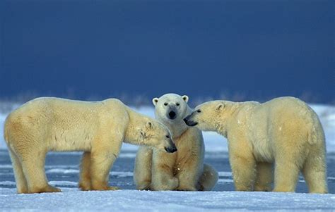 10 facts about polar bears! | National Geographic Kids