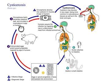 What is Taenia Solium? - Life Cycle & Cytology | Study.com