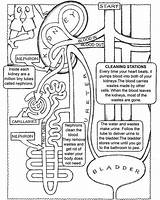 Endocrine System Pages Coloring sketch template