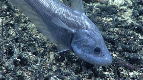 Dive 10: Yakutat Seamount - Deep: 2021 North Atlantic Stepping Stones ...