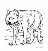 Free Printable Wolf Coloring Pages For Kids  Animal Place sketch template