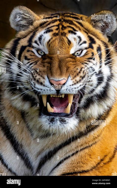 Angry tiger hi-res stock photography and images - Alamy