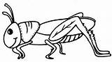 Grasshopper Coloring Pages With Basic Instructions  sketch template