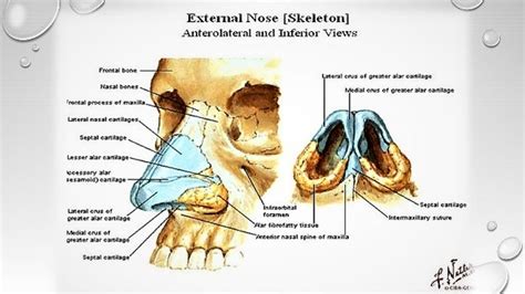 Nasal Vestibule Anatomy - ANATOMY STRUCTURE