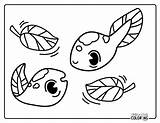 Tadpole Coloring Pages Free PDF Printables  Simply Love sketch template