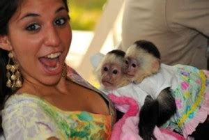 Cute monkeys for free adoption - NAPLESPLUS: Naples News, jobs, for sale, business directory ...