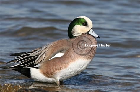 F. Eugene Hester’s Wildlife Photography: Waterfowl