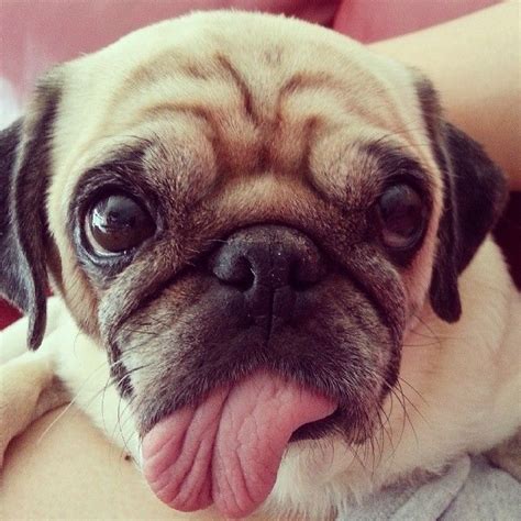 As the anesthesia wore off from Sunny's teeth cleaning, her tongue got even more ridiculous! (SR ...