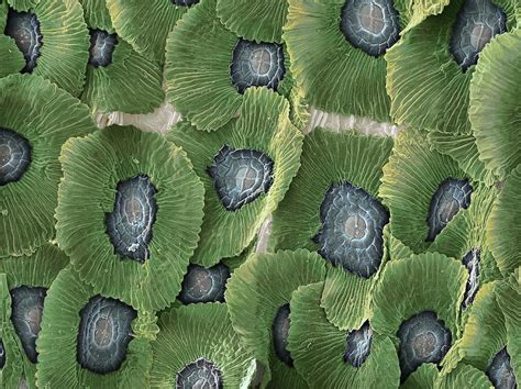 Air Plant Leaf Trichomes Photograph by Martin Oeggerli/science Photo ...