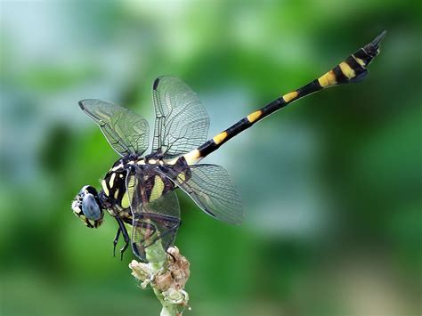 Yellow and black dragonfly macro photography HD wallpaper | Wallpaper Flare