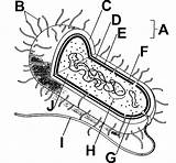 Prokaryotic Cells Colouring Pages Sketch Coloring Page  Images And sketch template
