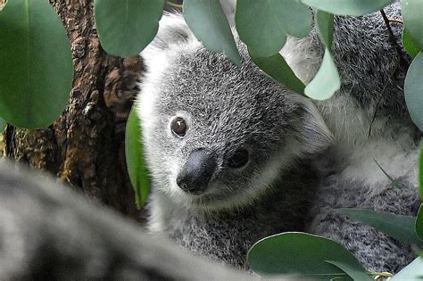 Koala declared endangered as disease, lost habitat take toll ...