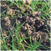 Worms And Your Lawn - Lawnscience