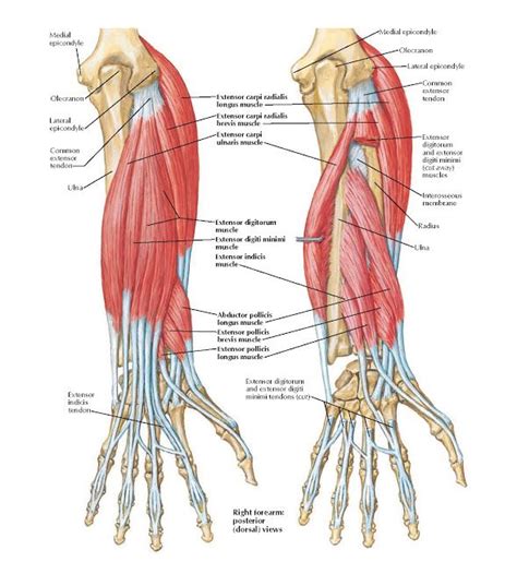 Individual Muscles of Forearm: Extensors of Wrist and Digits Anatomy ...