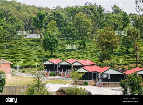 Tea gardens in Palampur, Himachal Stock Photo - Alamy