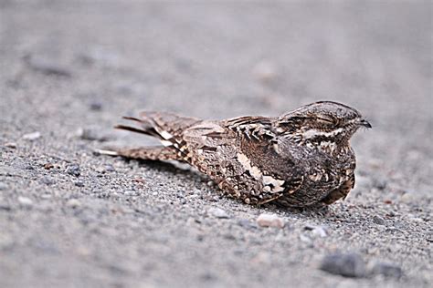 Birds of Saudi Arabia: European Nightjar in the Eastern Province of Saudi Arabia & Bahrain (Part 1)