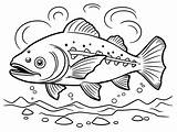Trout Coloring Page For Kids  Free Printable sketch template