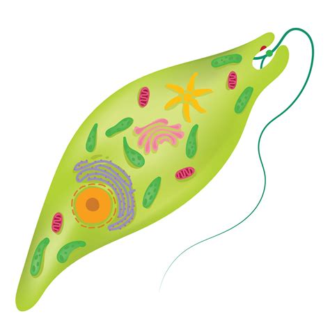 The structure of euglena. 21775844 Vector Art at Vecteezy