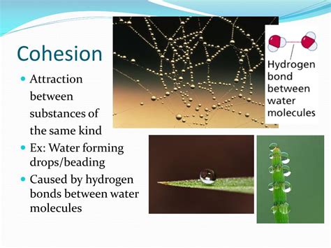 Sympathetic Vibratory Physics | Cohesion