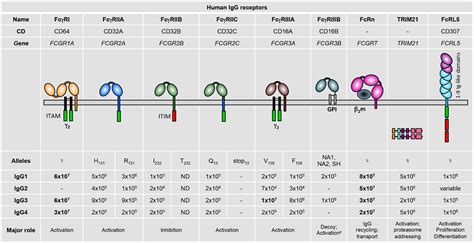 Frontiers | Contribution of Human FcγRs to Disease with Evidence from ...