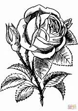 Rose Printable Coloring Pages  Word Searches sketch template