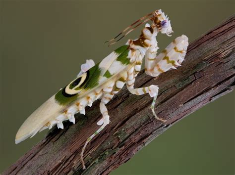 Do Praying Mantis Kill Hummingbirds? What You Need To Know! - Optics Mag