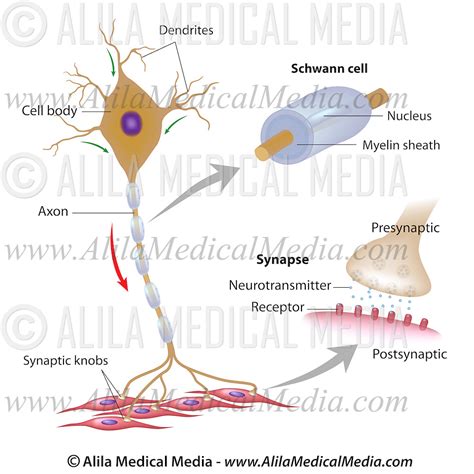 Motor Neuron Synapse