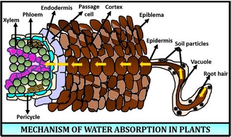 Absorption of Water In Plants - Definition, Types & Mechanism - Biology ...