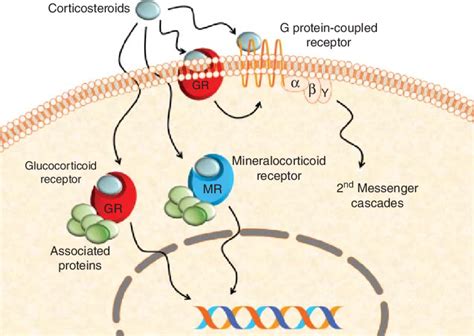 2 Corticosteroid receptors. The glucocorticoid receptors (GR) and... | Download Scientific Diagram