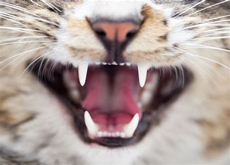 Gingivitis in Cats - Symptoms, Causes & Treatments | Concord Vets