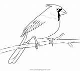 Small Cardinal Bird Coloring Page For Kids  Free Sparrows Printable sketch template