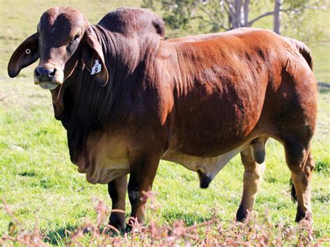 Bizzy Brahman Invitational Bull & Female Sale - Jim Pola Digital Marketing