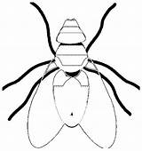 Fly Swatter Coloring Page Sketch sketch template