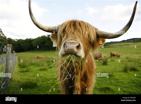 Scottish cow with big horns Stock Photo - Alamy