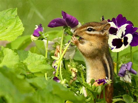 Cute Eastern Chipmunk