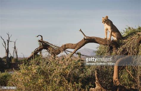 178 Isiolo County Stock Photos, High-Res Pictures, and Images - Getty ...