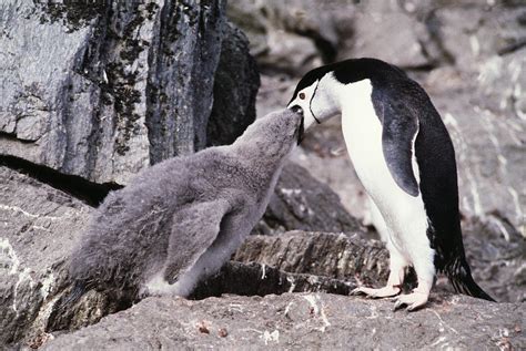 Chinstrap Penguin Feeding Chick Photograph by Doug Allan | Pixels