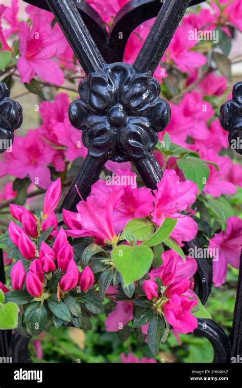 pink Azalea, wrought iron fence, Charleston, South Carolina, USA Stock Photo - Alamy