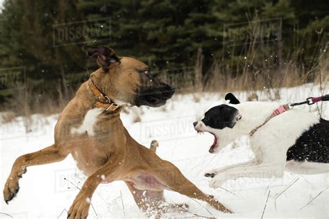 Dog running away from aggressive dog on leash in snow - Stock Photo ...