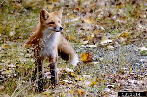 red fox (Vulpes vulpes)