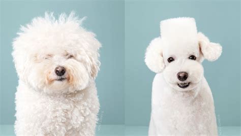 Photo Series Shows Before and After Dogs Receive Japanese Grooming ...