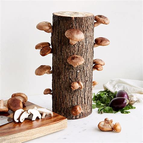 Uncommon Goods | Shiitake Mushroom Log Kit | Grow Mushrooms, Mushroom ...